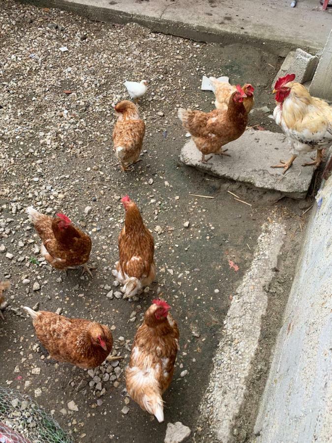 Gite Les Combes Terrasse 01340 Etrez Bresse Vallons Luaran gambar